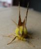 Filename=1913_Canary-shouldered_Thorn_SHH.jpg
Filesize=220KiB
Dimensions=500x594
Date added=Sep 28, 2012 1913_Canary-shouldered_Thorn_SHH.jpg